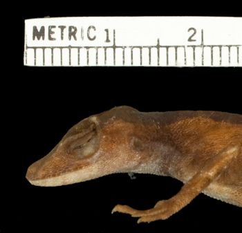 Media type: image;   Herpetology R-144311